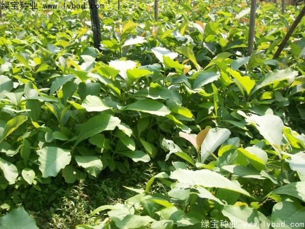 <a href='http://www.wuzhouwash.com/linmuzhongzi/2286.html' target='_blank'>柚木種子</a>