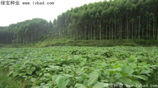 <a href='http://www.wuzhouwash.com/linmuzhongzi/2286.html' target='_blank'>柚木種子</a>