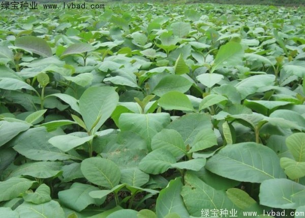 柚木<a href='http://www.wuzhouwash.com/' target='_blank'>種子</a>