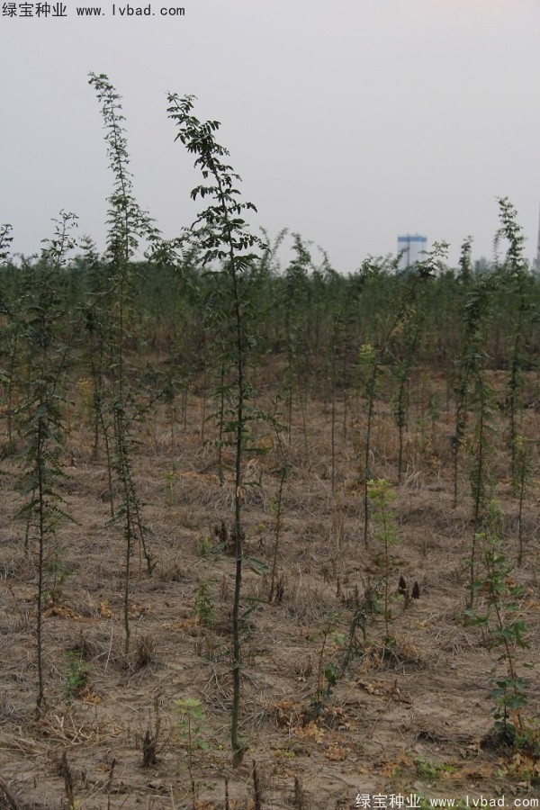 <a href='http://www.wuzhouwash.com/linmuzhongzi/2287.html' target='_blank'>中皂角種子</a>