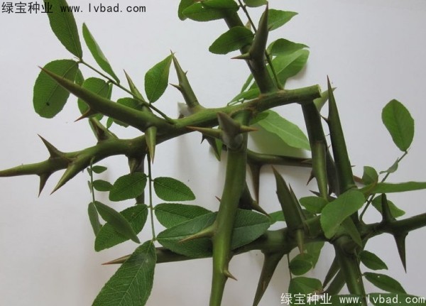 中<a href='http://www.wuzhouwash.com/linmuzhongzi/1776.html' target='_blank'>皂角</a>種子