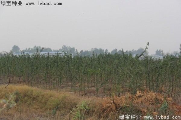 <a href='http://www.wuzhouwash.com/linmuzhongzi/2287.html' target='_blank'>中皂角種子</a>