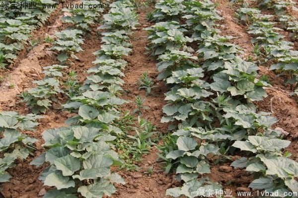 <a href='http://www.wuzhouwash.com/linmuzhongzi/2288.html' target='_blank'>梓樹種子</a>