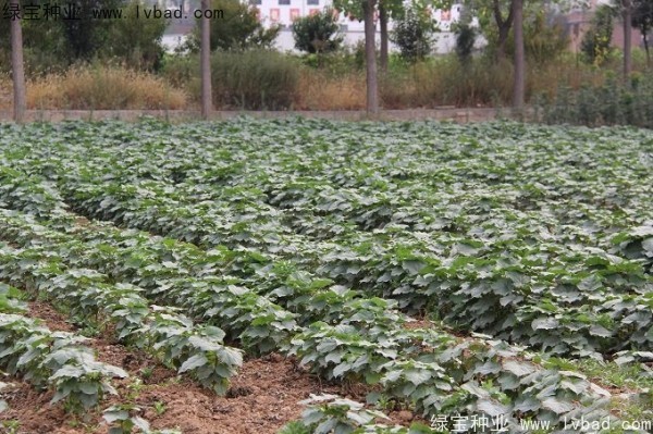 <a href='http://www.wuzhouwash.com/linmuzhongzi/2288.html' target='_blank'>梓樹種子</a>