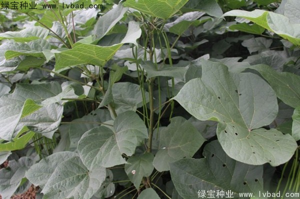 梓樹<a href='http://www.wuzhouwash.com/' target='_blank'>種子</a>