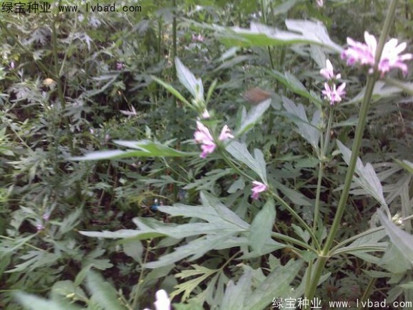 <a href='http://www.wuzhouwash.com/yaocaizhongzi/2289.html' target='_blank'>茺蔚子種子</a>