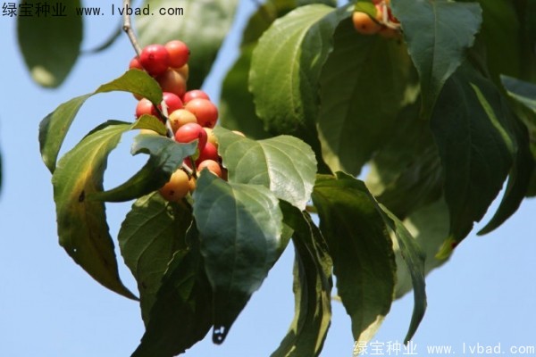 大風(fēng)子<a href='http://www.wuzhouwash.com/' target='_blank'>種子</a>
