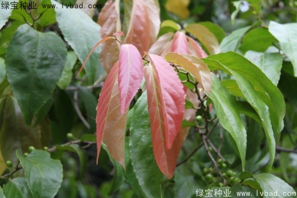 <a href='http://www.wuzhouwash.com/yaocaizhongzi/2290.html' target='_blank'>大風(fēng)子種子</a>