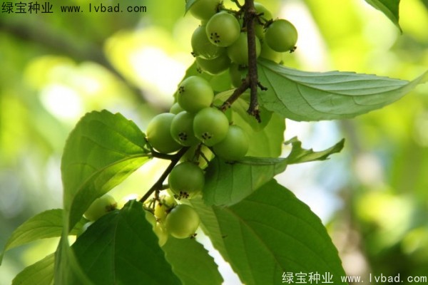 <a href='http://www.wuzhouwash.com/yaocaizhongzi/2290.html' target='_blank'>大風(fēng)子種子</a>