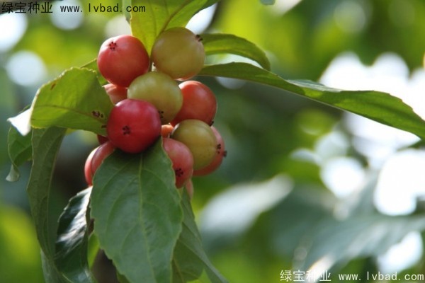 <a href='http://www.wuzhouwash.com/yaocaizhongzi/2290.html' target='_blank'>大風(fēng)子種子</a>