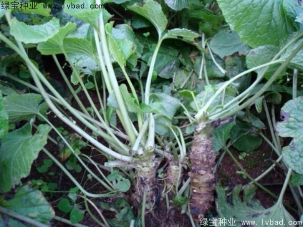 <a href='http://www.wuzhouwash.com/yaocaizhongzi/2293.html' target='_blank'>芥末種子</a>