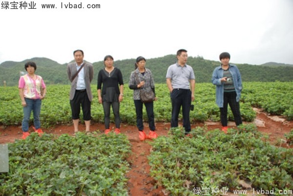 芥末<a href='http://www.wuzhouwash.com/' target='_blank'>種子</a>