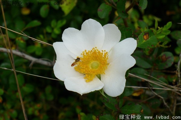 <a href='http://www.wuzhouwash.com/yaocaizhongzi/2294.html' target='_blank'>金櫻子</a><a href='http://www.wuzhouwash.com/' target='_blank'>種子</a>