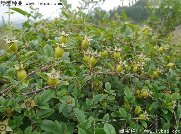 <a href='http://www.wuzhouwash.com/yaocaizhongzi/2294.html' target='_blank'>金櫻子種子</a>
