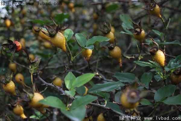 <a href='http://www.wuzhouwash.com/yaocaizhongzi/2294.html' target='_blank'>金櫻子種子</a>