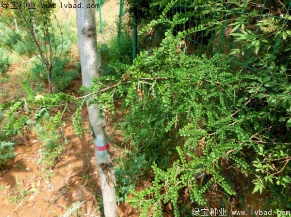 <a href='http://www.wuzhouwash.com/yaocaizhongzi/2295.html' target='_blank'>苦刺種子</a>
