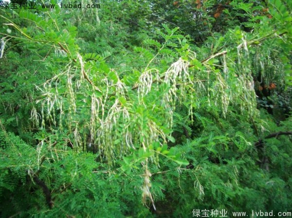 <a href='http://www.wuzhouwash.com/yaocaizhongzi/2295.html' target='_blank'>苦刺</a><a href='http://www.wuzhouwash.com/' target='_blank'>種子</a>