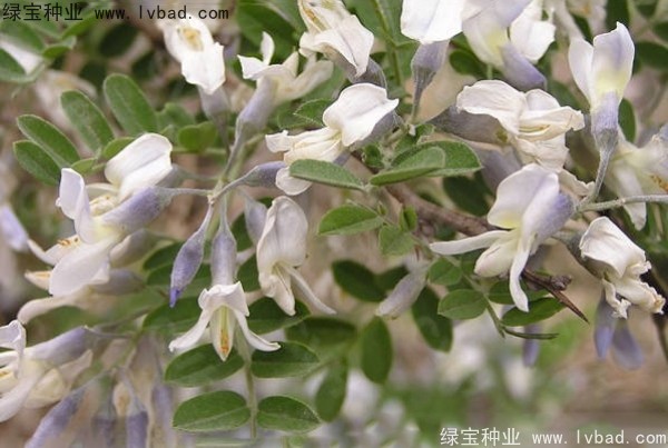 <a href='http://www.wuzhouwash.com/yaocaizhongzi/2295.html' target='_blank'>苦刺種子</a>