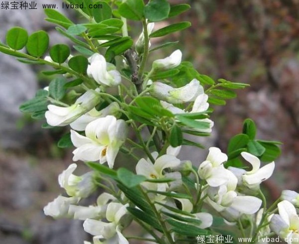 <a href='http://www.wuzhouwash.com/yaocaizhongzi/2295.html' target='_blank'>苦刺</a><a href='http://www.wuzhouwash.com/' target='_blank'>種子</a>