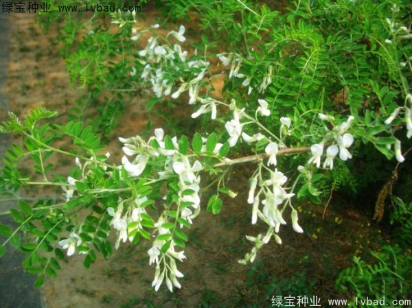 <a href='http://www.wuzhouwash.com/yaocaizhongzi/2295.html' target='_blank'>苦刺種子</a>