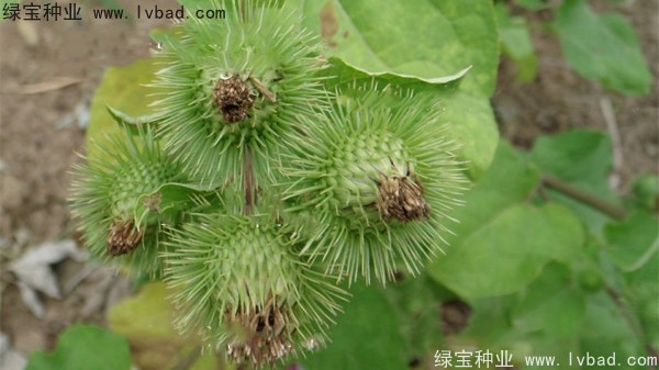 <a href='http://www.wuzhouwash.com/yaocaizhongzi/2297.html' target='_blank'>牛蒡種子</a>