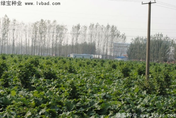 牛蒡<a href='http://www.wuzhouwash.com/' target='_blank'>種子</a>
