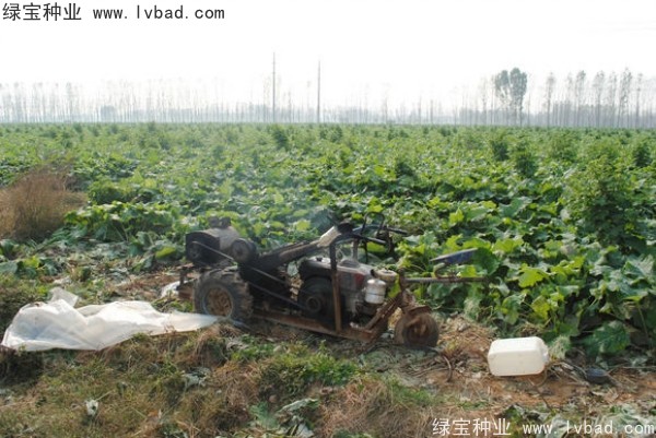 <a href='http://www.wuzhouwash.com/yaocaizhongzi/2297.html' target='_blank'>牛蒡種子</a>