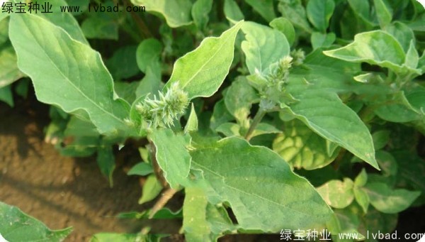 <a href='http://www.wuzhouwash.com/yaocaizhongzi/2298.html' target='_blank'>牛膝子種子</a>