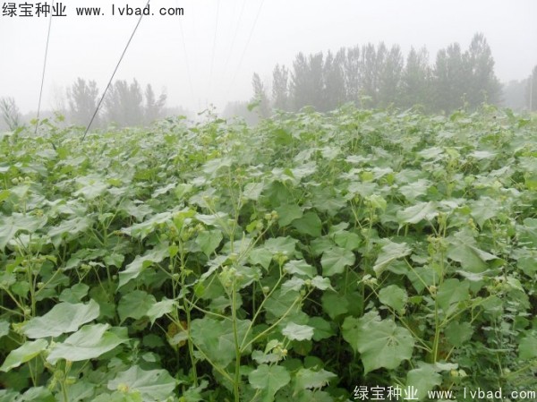 <a href='http://www.wuzhouwash.com/yaocaizhongzi/2299.html' target='_blank'>青麻</a><a href='http://www.wuzhouwash.com/' target='_blank'>種子</a>