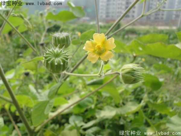青麻<a href='http://www.wuzhouwash.com/' target='_blank'>種子</a>