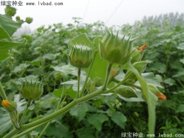 <a href='http://www.wuzhouwash.com/yaocaizhongzi/2299.html' target='_blank'>青麻種子</a>