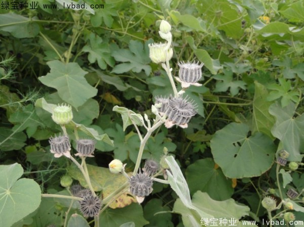 青麻<a href='http://www.wuzhouwash.com/' target='_blank'>種子</a>