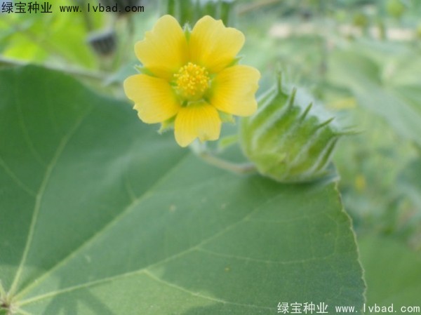 <a href='http://www.wuzhouwash.com/yaocaizhongzi/2299.html' target='_blank'>青麻種子</a>