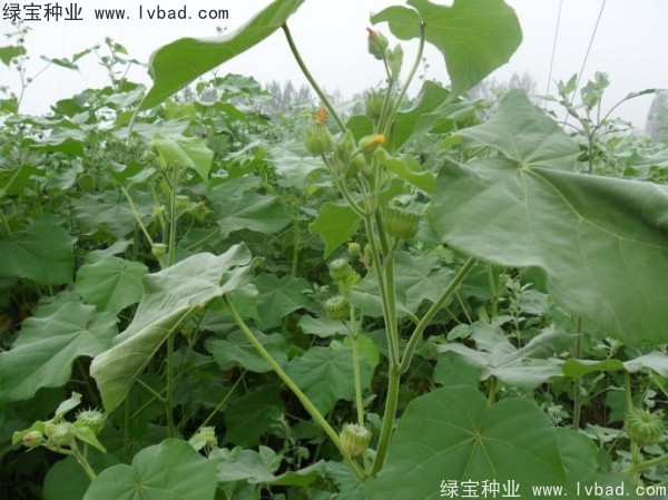 <a href='http://www.wuzhouwash.com/yaocaizhongzi/2299.html' target='_blank'>青麻種子</a>