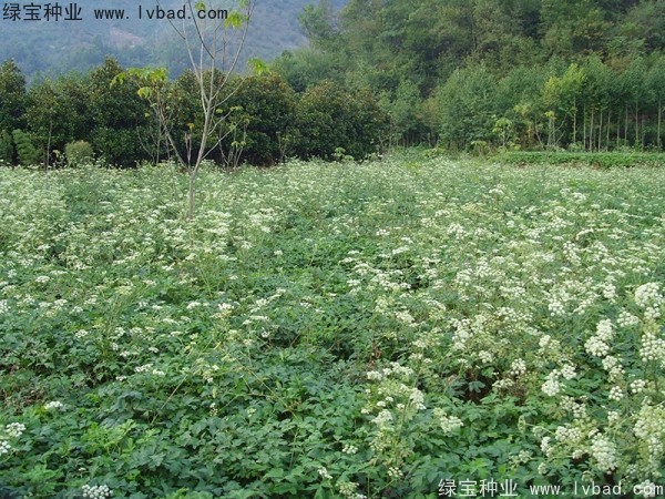 <a href='http://www.wuzhouwash.com/yaocaizhongzi/2300.html' target='_blank'>前胡種子</a>