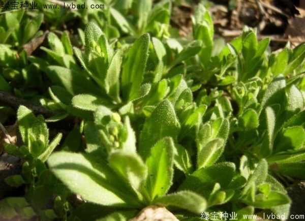 <a href='http://www.wuzhouwash.com/yaocaizhongzi/2301.html' target='_blank'>葶藶子種子</a>