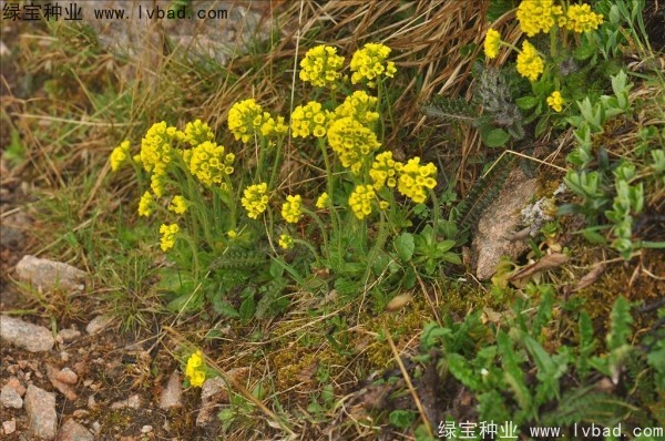 <a href='http://www.wuzhouwash.com/yaocaizhongzi/2301.html' target='_blank'>葶藶子</a><a href='http://www.wuzhouwash.com/' target='_blank'>種子</a>