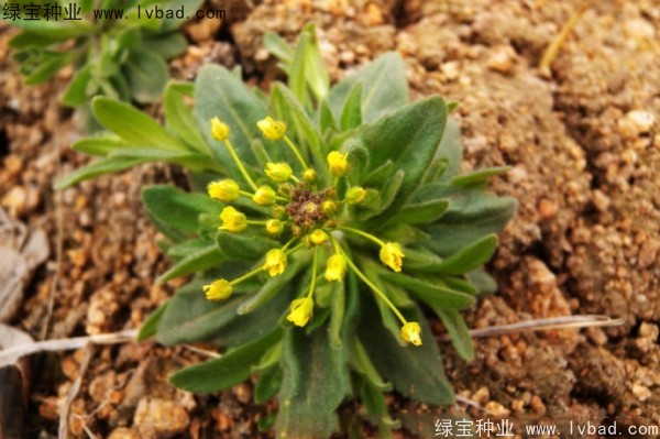 <a href='http://www.wuzhouwash.com/yaocaizhongzi/2301.html' target='_blank'>葶藶子</a><a href='http://www.wuzhouwash.com/' target='_blank'>種子</a>