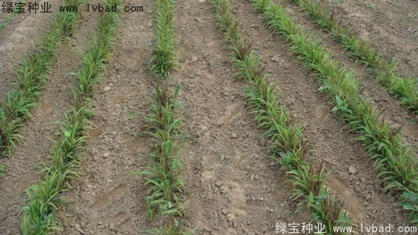 <a href='http://www.wuzhouwash.com/yaocaizhongzi/2302.html' target='_blank'>薏米種子</a>