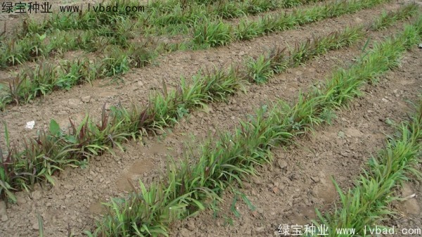 <a href='http://www.wuzhouwash.com/yaocaizhongzi/2302.html' target='_blank'>薏米種子</a>