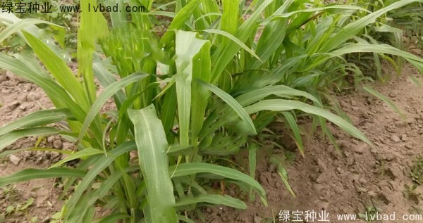 薏米<a href='http://www.wuzhouwash.com/' target='_blank'>種子</a>