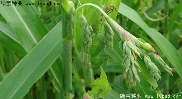 薏米<a href='http://www.wuzhouwash.com/' target='_blank'>種子</a>