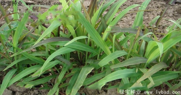 <a href='http://www.wuzhouwash.com/yaocaizhongzi/2302.html' target='_blank'>薏米種子</a>