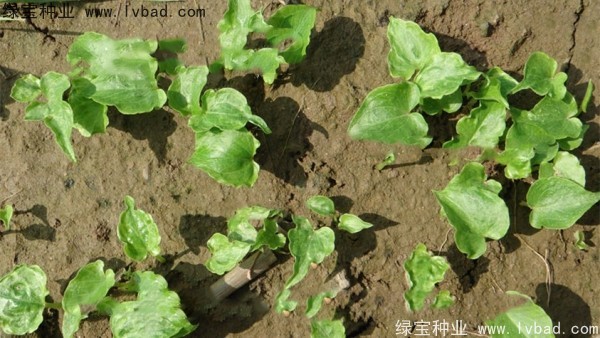 <a href='http://www.wuzhouwash.com/yaocaizhongzi/2303.html' target='_blank'>天南星種子</a>