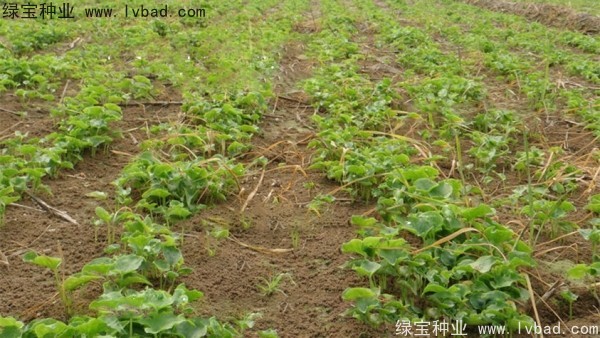 天南星<a href='http://www.wuzhouwash.com/' target='_blank'>種子</a>