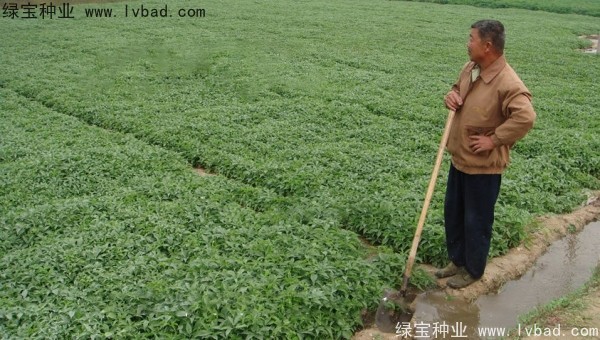 天南星<a href='http://www.wuzhouwash.com/' target='_blank'>種子</a>