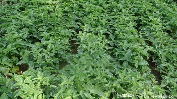 <a href='http://www.wuzhouwash.com/yaocaizhongzi/2303.html' target='_blank'>天南星種子</a>