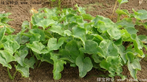 <a href='http://www.wuzhouwash.com/yaocaizhongzi/2303.html' target='_blank'>天南星種子</a>