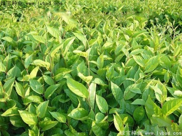 五味子<a href='http://www.wuzhouwash.com/' target='_blank'>種子</a>