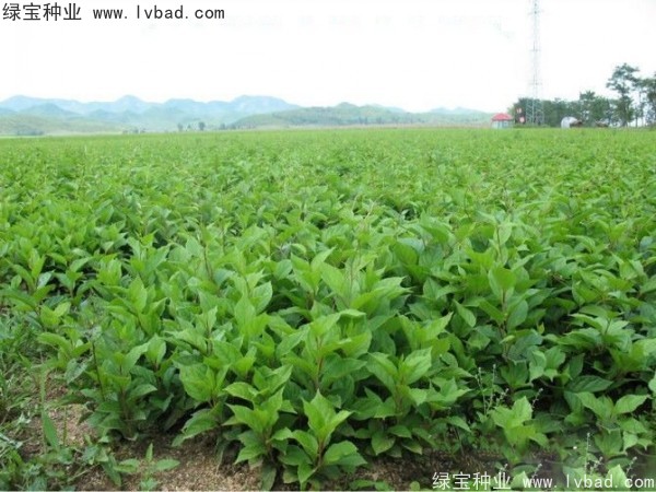 <a href='http://www.wuzhouwash.com/yaocaizhongzi/2305.html' target='_blank'>五味子種子</a>
